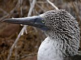 Galapagos 2-1-09 North Seymour Blue-footed Booby Close Up Here is a close up of a blue-footed booby on North Seymour.
